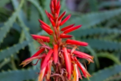 Neuseeland - Nordinsel - Ostküste - Treasure Island, Pataua