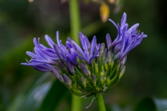 Neuseeland - Nordinsel - Ostküste - Treasure Island, Pataua