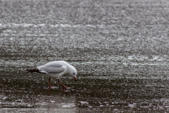Neuseeland - Nordinsel - Ostküste - Helena Bay