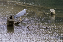 Neuseeland - Nordinsel - Ostküste - Helena Bay