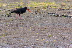 Neuseeland - Nordinsel - Ostküste - Helena Bay