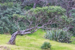 Neuseeland - Nordinsel - Ostküste - Helena Bay