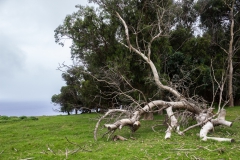 Osterinsel: am Vulkan Puakatike/Poike