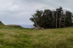Osterinsel: am Vulkan Puakatike/Poike - was man auf der Osterinsel eben so Wald nennt
