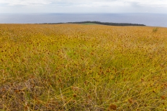 Osterinsel: am Vulkan Puakatike/Poike