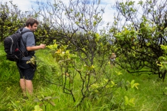 Osterinsel: durch dickes Gestüpp..