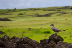 Richtig viele Tiere gab es auf der Insel nicht zu sehen