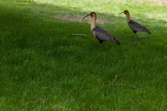 El Calafate ist voller komischer Vögel