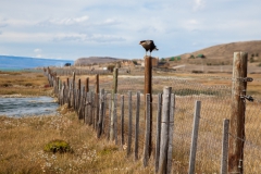 El Calafate: Laguna Nimez