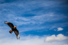El Calafate: Laguna Nimez