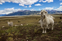 El Calafate: auf dem Weg zum Perito Moreno Gletscher