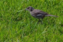 Osterinsel - Hanga Roa