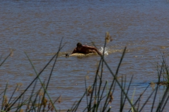 Tapati Rapa Nui - "Triathlon" am Rano Raraku - 4. Diziplin: "schwimmen"