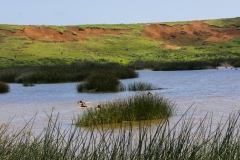 Tapati Rapa Nui - "Triathlon" am Rano Raraku - 4. Diziplin: "schwimmen"