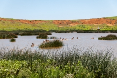 Tapati Rapa Nui - "Triathlon" am Rano Raraku