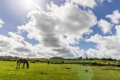 Osterinsel - entlang der Westküste