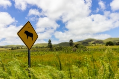 Osterinsel - entlang der Westküste - Warnschilder für 50 Kühe die wir in 5 Stunden gesehen haben