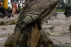 Guayaquil - Parque Seminario