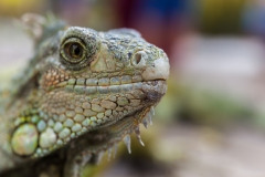 Guayaquil - Parque Seminario