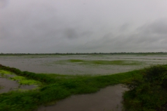 Ecuador - Tren de la Dulzura - vorbei an Reisfeldern