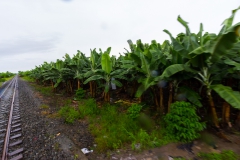 Ecuador - Tren de la Dulzura - Bananen-Plantage