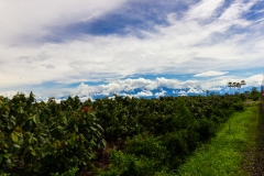 Ecuador - Tren de la Dulzura - die Andenausläufer kommen in Sichtweite
