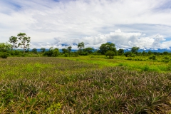 Ecuador - Tren de la Dulzura - Ananas-Feld