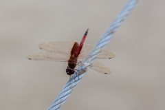 Guayaquil - Isla Santay