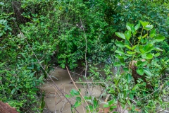 Guayaquil - Isla Santay - viel Natur