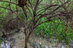 Guayaquil - Isla Santay