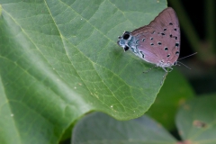 Guayaquil - Isla Santay