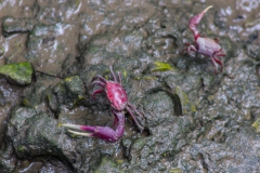 Guayaquil - Isla Santay