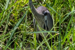 Guayaquil - Isla Santay