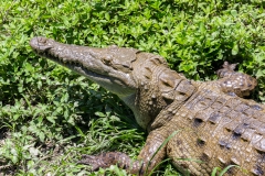 Guayaquil - Isla Santay