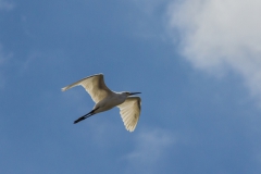 20170211-13-25-IMG_3206