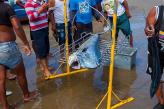 Puerto Lopez - der Fischmarkt unter freien Himmel