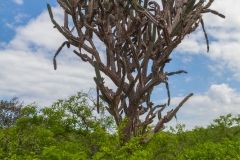 Agua Blanca - ein langer...