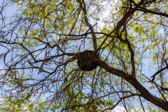 Agua Blanca - Termiten