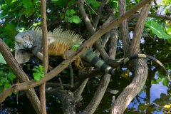 Im Garten vom Hostel in Montanita