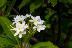 Im Garten vom Hostel in Montanita