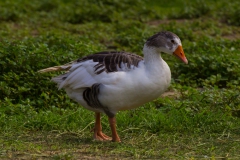 Im Garten vom Hostel in Montanita