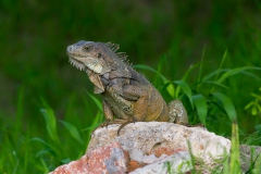 Im Garten vom Hostel in Montanita