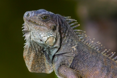 Im Garten vom Hostel in Montanita