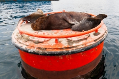 Seebären lassen es sich...