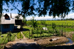 Rund um Talca und Molina gibt es viele Weingüter.