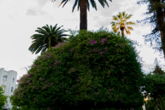 Noch ein paar Eindrücke aus dem Park in Talca.