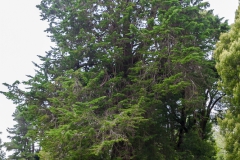 Hier gibts auch noch viele große, alte, dicke, Bäume.