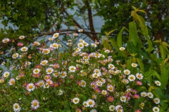 ... und trotzdem ist Frühling ;-)