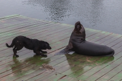 Der Hund wollte mit dem Seelöwen spielen.