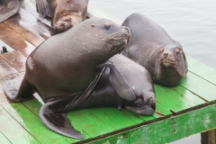 Von den Seelöwen gibt es hier richtig viele.